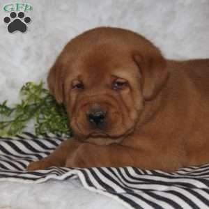 Cyrus, Fox Red Labrador Retriever Puppy